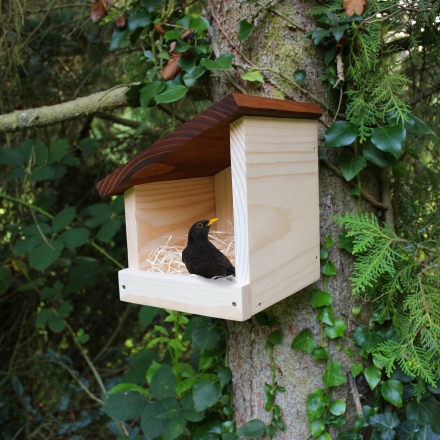 Amsel Nisthaus
